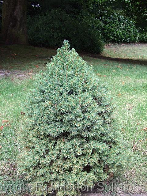 Picea dwarf